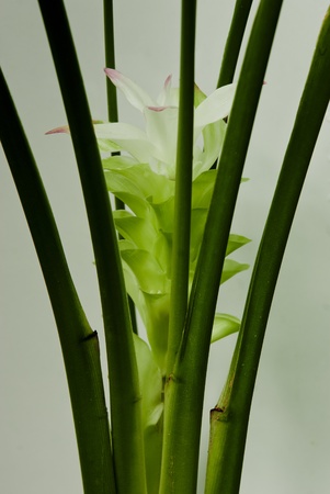 the ginger is fire Thai herbの写真素材