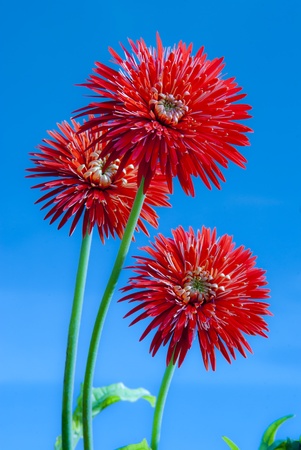 beauty of flower gerbelaの写真素材