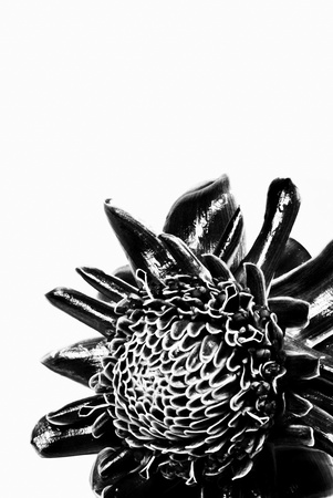 the plant has the character resembles the galangalの写真素材