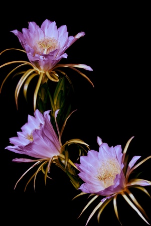 Dragon fruit, flowers will bloom at night and morning.の写真素材