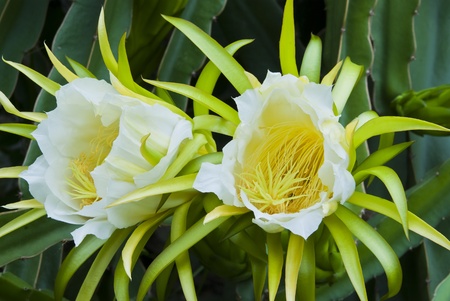 Dragon fruit, flowers will bloom at night and morning.の写真素材