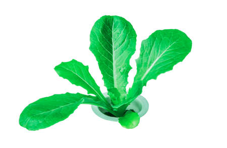 Lettuce is organic, clean, safe, free of chemicals, and fresh green on a white background.の写真素材