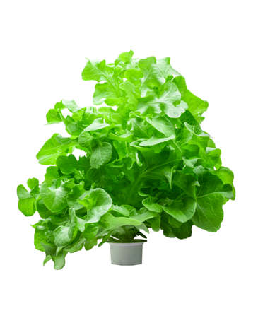 Lettuce is organic, clean, safe, chemical-free, and fresh green, grown with hormones in the water. on the foam box put waterの写真素材