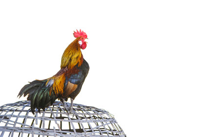 Male white-cheeked jungle fowl Native to Southeast Asia. Morning humming on a bamboo cage, white backgroundの写真素材