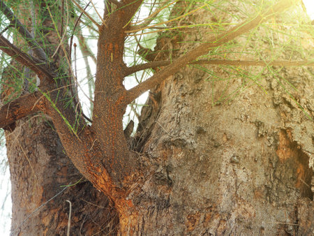 Pine tree branchesの写真素材