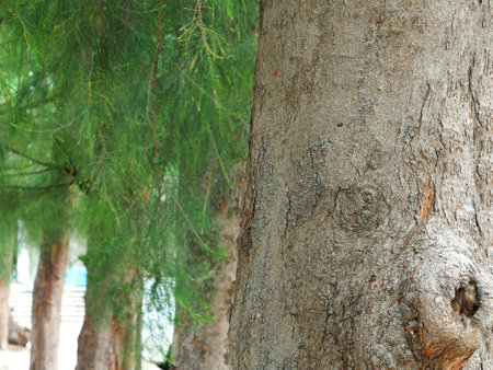 Close up of a pine tree trunkの写真素材
