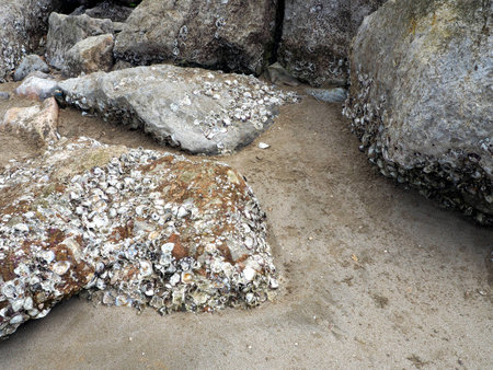 Oysters on the rock.の写真素材