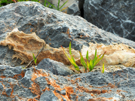 Plant grow up on stone.の写真素材