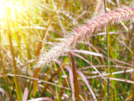 Close up grass flower with sunlightの写真素材