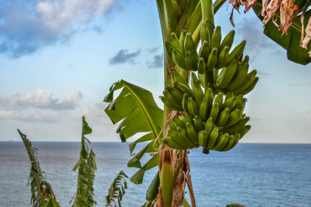 a bunch of banana plantainの写真素材