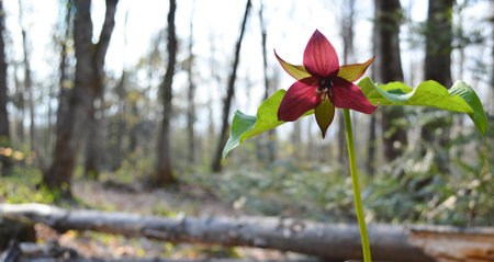 One of the first plant to bloom in spring was this red flowerの写真素材
