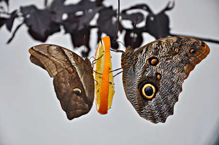 eating butterfliesの写真素材