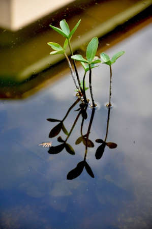 plant in the waterの写真素材
