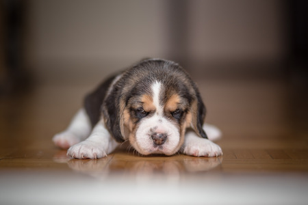 Small beagle puppy, one month old dogの写真素材