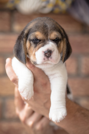 Small beagle puppy, one month old dogの写真素材