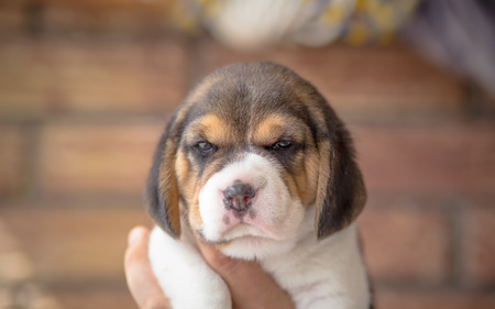 portrait of one month old beagle puppyの写真素材