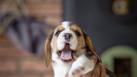 One month old beagle puppyの写真素材