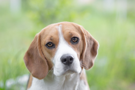 Beautiful Beagle dog portrait outdoorsの写真素材
