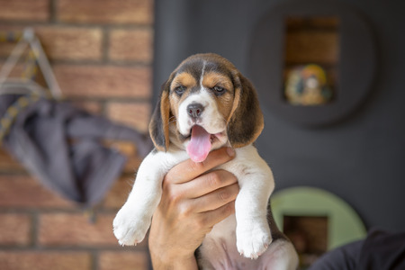 Cute beagle puppyの写真素材