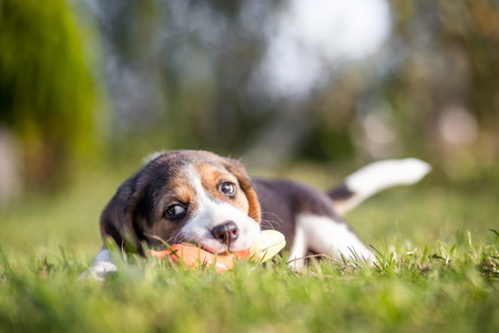 Happy beagle puppy playing with toyの写真素材