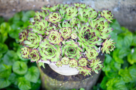 Sempervivum tectorum - Common houseleekの写真素材