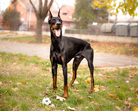 portrait of male doberman with ballの写真素材