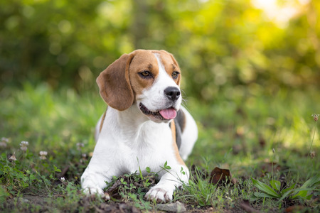 beagle dog outdoor portraitの写真素材
