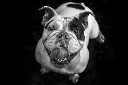 Young English Bulldog in black and whiteの写真素材