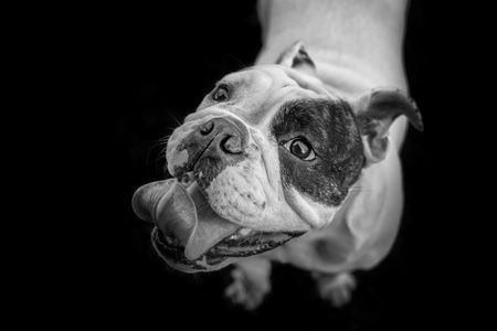 Young English Bulldog in black and whiteの写真素材