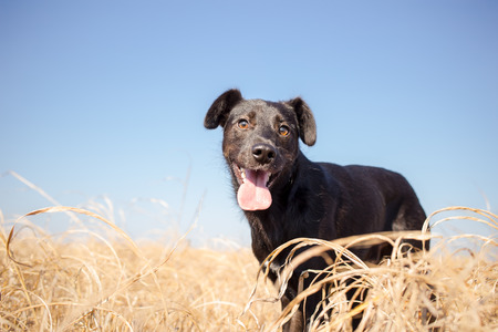 black mixed breed dog in yellow grassの写真素材