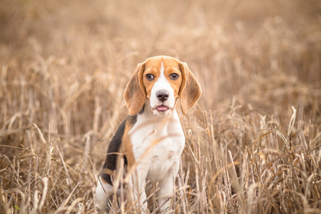 Beagle dog in natureの写真素材