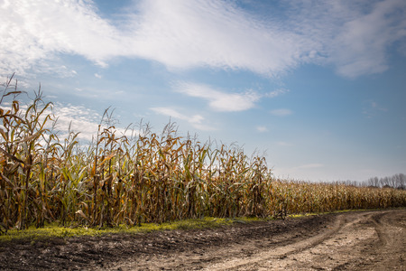 corn field at the sunsetの写真素材