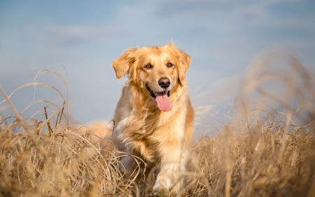 Golden retriever dog running outdoorの写真素材
