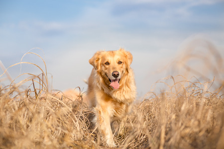 Golden retriever dog running outdoorの写真素材