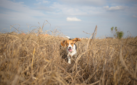 Beagle running happy over the meadowの写真素材