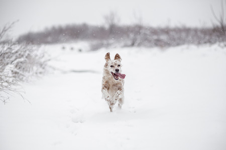 Happy Dog running through the snowの写真素材