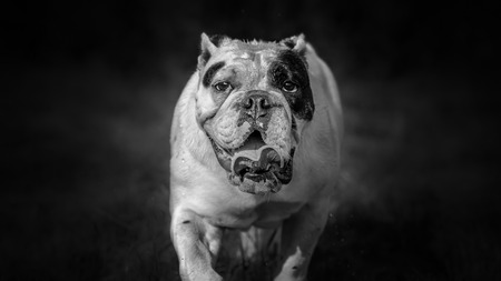 English bulldog black and white portraitの写真素材