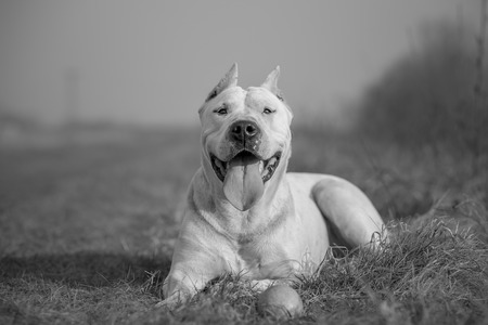 Dogo Argentino black and white portraitの写真素材