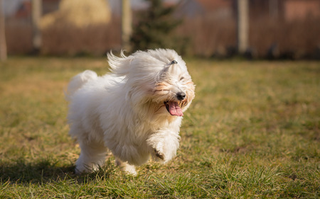 Coton de Tulear dog in runの写真素材