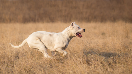 Dogo Argentino in runの写真素材
