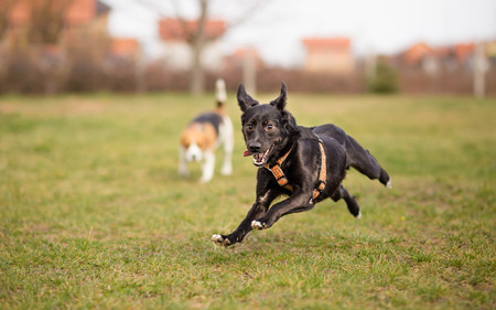 Extremely happy dogの写真素材