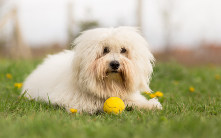 Coton de Tulear dog outdoor portraitの写真素材