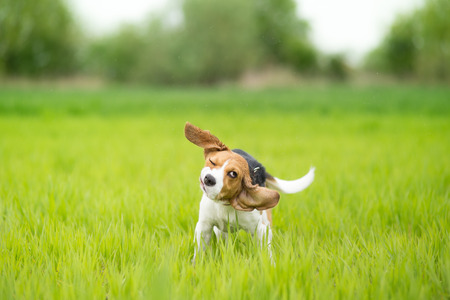 Beagle dog shaking his headの写真素材