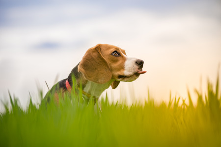 Beautiful Beagle dog portrait outdoorsの写真素材