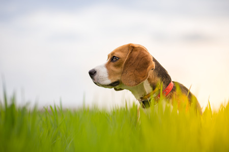 Beagle Dog in Meadow Looking Alertの写真素材