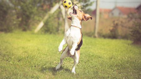 Soccer player Beagle dogの写真素材