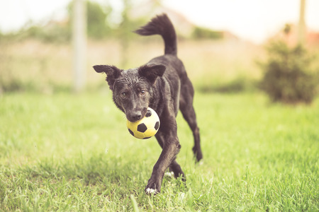 Adopted mixed breed dog playing with soccer ballの写真素材