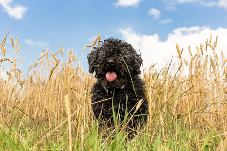 PULI - hungarian herding dog in yellow wheatの写真素材