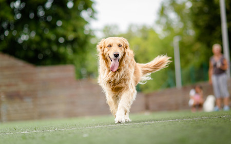 Golden retriever dog portrait in parkの写真素材