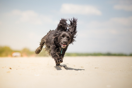 Dog running on the beach